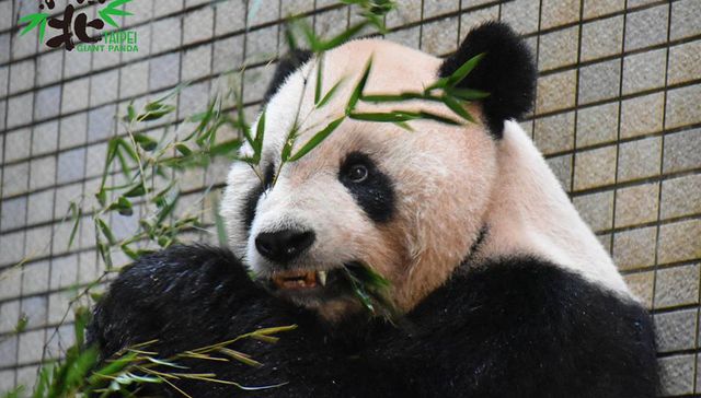 ¿Y por eso hacen kung fu?