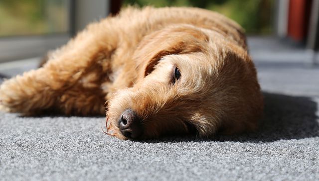 Vida de perros: por Andrés Peirano