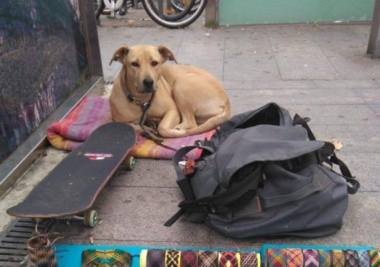 La Guardia Urbana justifica la muerte del perro disparado por un agente La Guardia Urbana justifica la muerte del perro disparado por un agente
