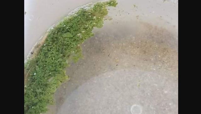 La amenaza verde