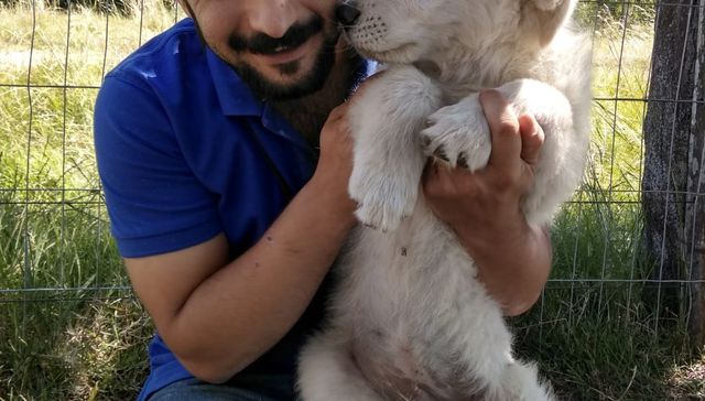 Vida de perros: por Andrés Peirano