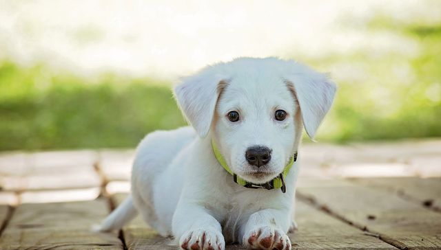 Vida de perros: por Andrés Peirano