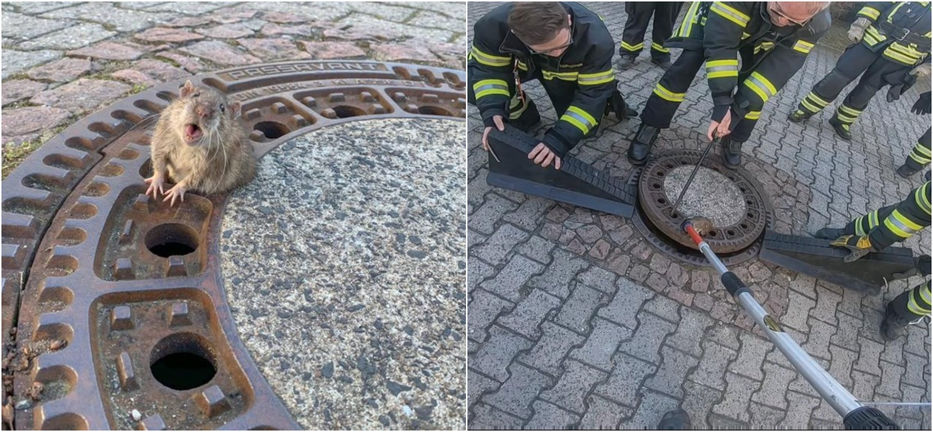 Gordura e hinchazón