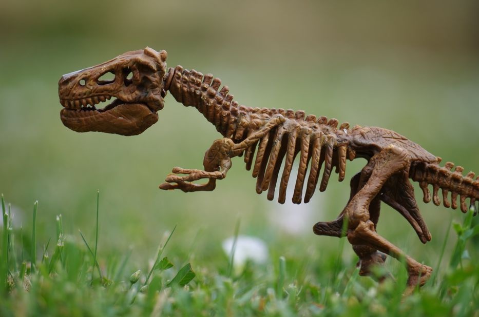 T. Rex Was Warm-Blooded, Study of Fossil Teeth Reveals