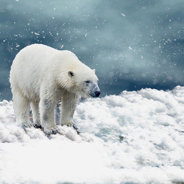 En un ataque poco frecuente, oso polar mató a dos personas en Alaska