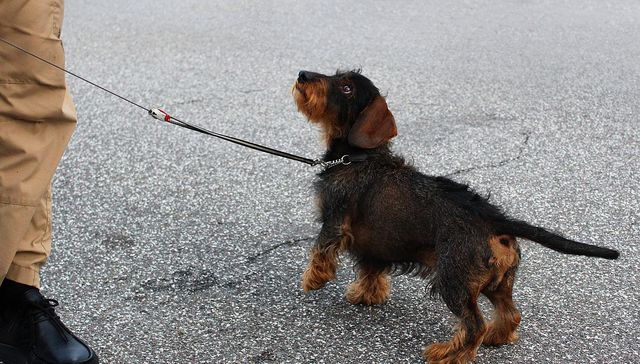 Vida de perros: por Andrés Peirano