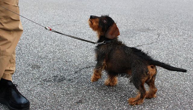 Vida de perros: por Andrés Peirano