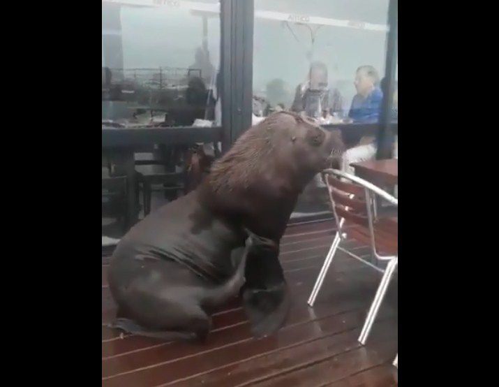 Y yo soy el Robertito...