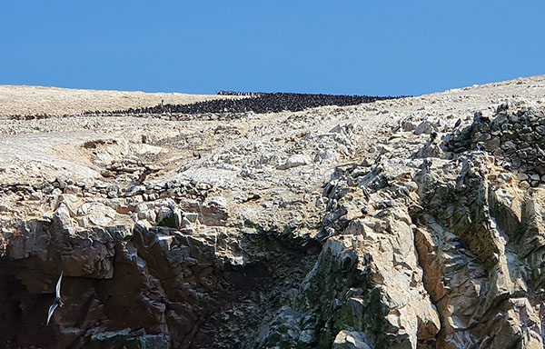 Aves guaneras
