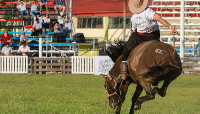 Juntar manos, patas y otros órganos