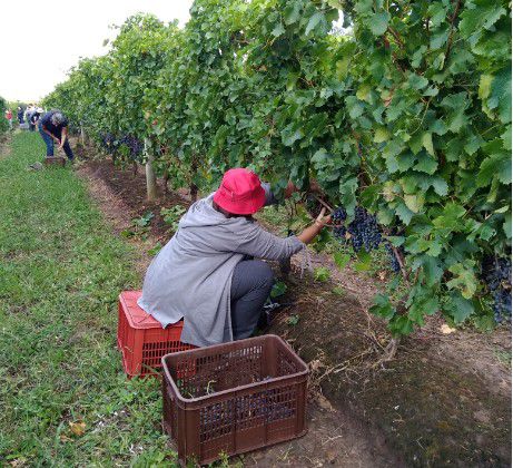 Escribe Linng Cardozo