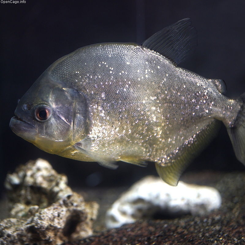 Esta película es distinta