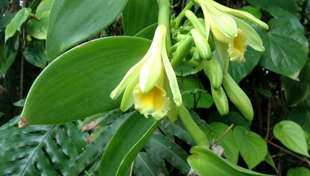 Más que helado y aromatizador