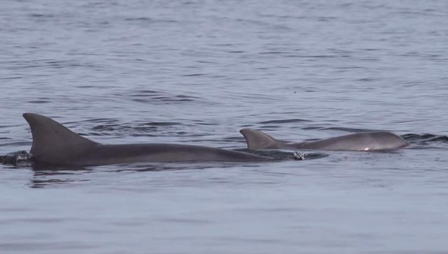 ¿Dónde vi esto antes?