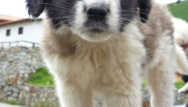 Vida de perros: por Andrés Peirano