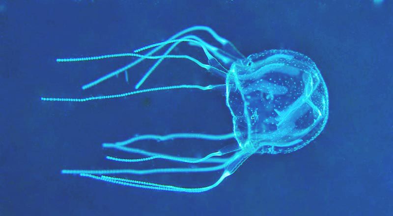 Científicos australianos hallan antídoto contra el veneno de las cubomedusas