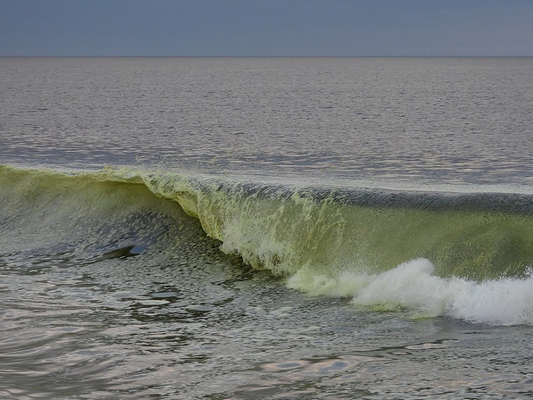 Aparecieron floraciones en el balneario de Santa Mónica en Maldonado