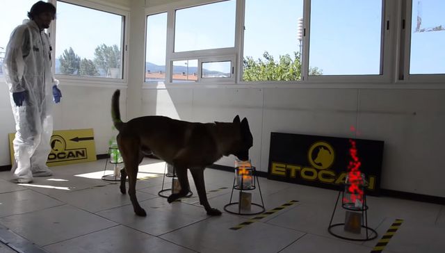 Vida de perros: por Andrés Peirano