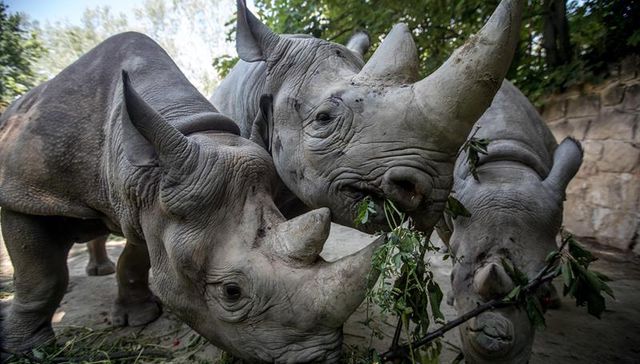 Perseverar para preservar