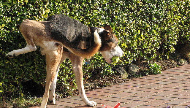 Escribe Eduardo Gudynas