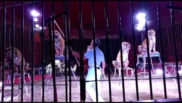 Cuando los animales atacan