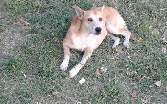 Multa a jubilado que alimentaba perros abandonados desató controversia y manifestación