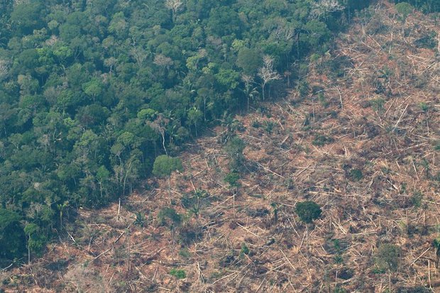 Amazonia. Foto: EFE / Joédson Alves (archivo)