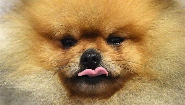 Más quiero a mi perro