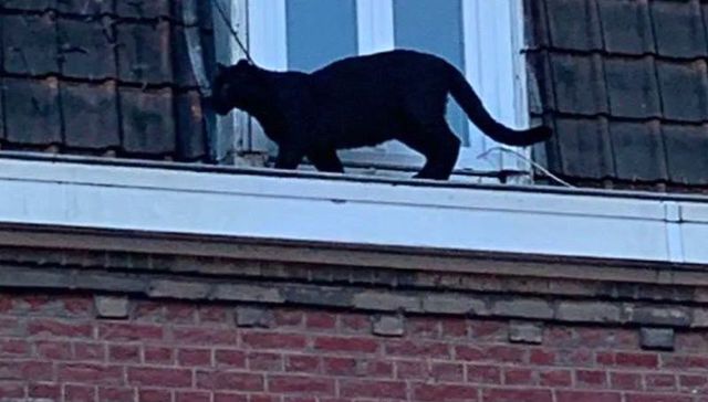 ¿Bagheera sos vos?