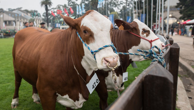 Animales sí, bailanta no