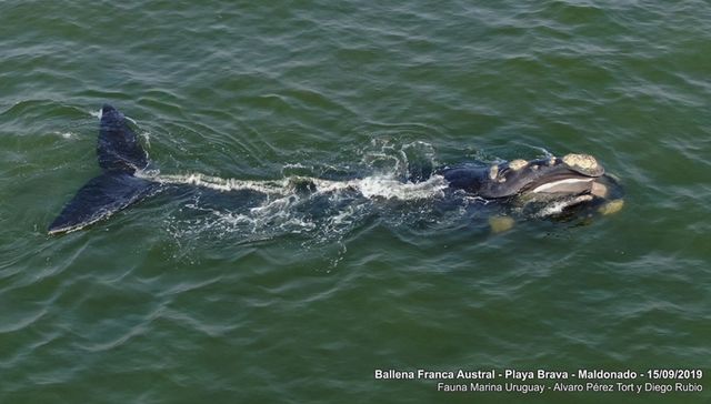 Se mira y no se toca