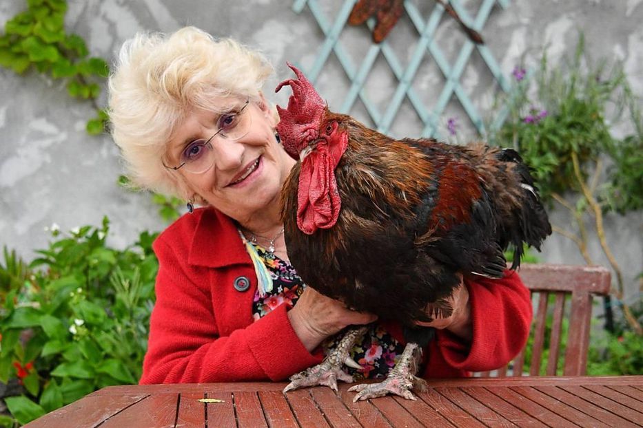 El gallo canta hasta morir