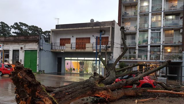 No hagan leña del árbol caído