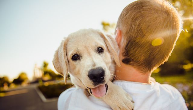 Vida de Perros. Por Andrés Peirano
