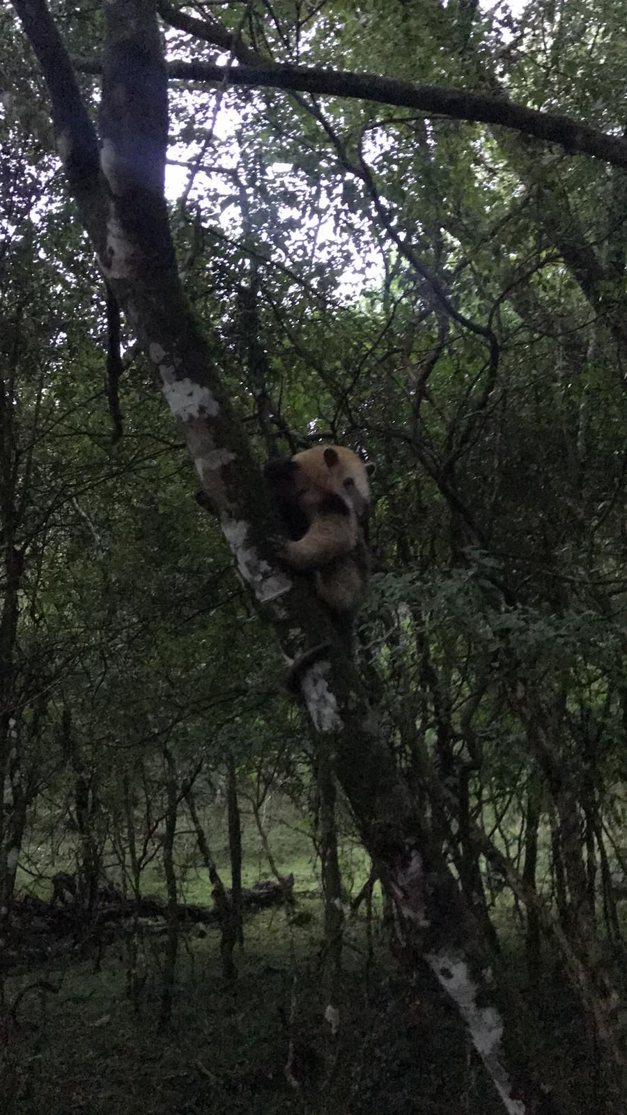 Abrazo de oso