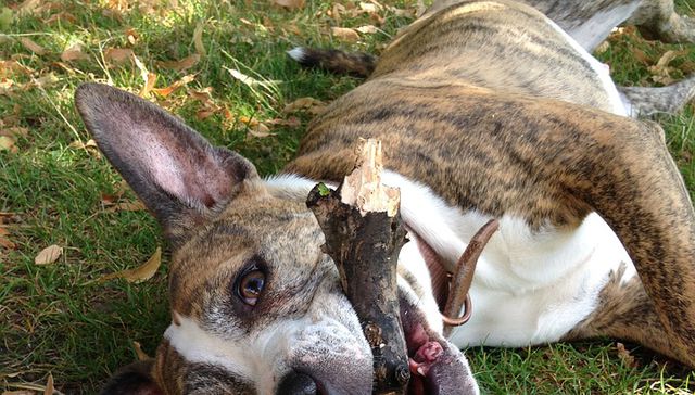 Vos tranquilo, Firulais