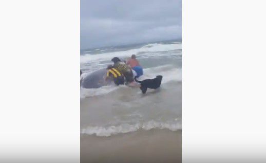 Un gigante en apuros