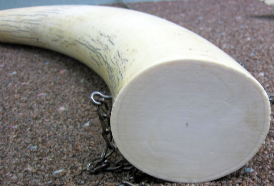Confiscan 330 kilos de marfil de elefante y 1,7 toneladas de escamas de pangolín