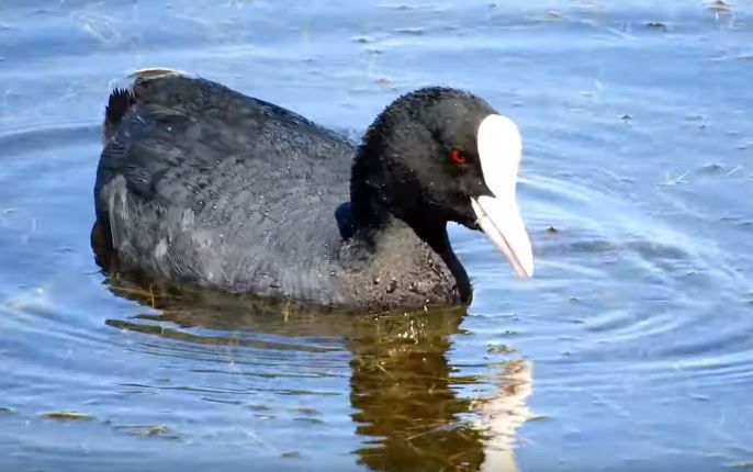 Para gusto los colores