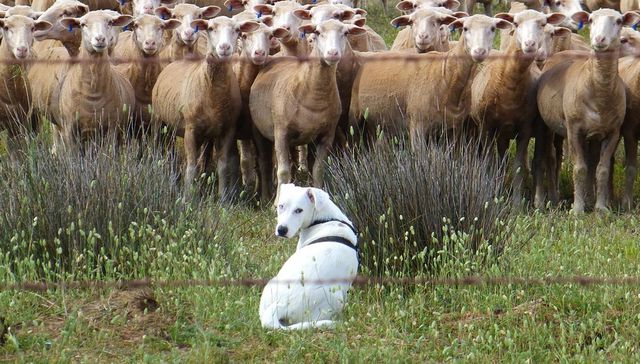 Vida de perros. Por Andrés Peirano