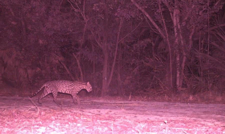 Hallaron 10 felinos salvajes en peligro de extinción en la ciudad mexicana de Cancún