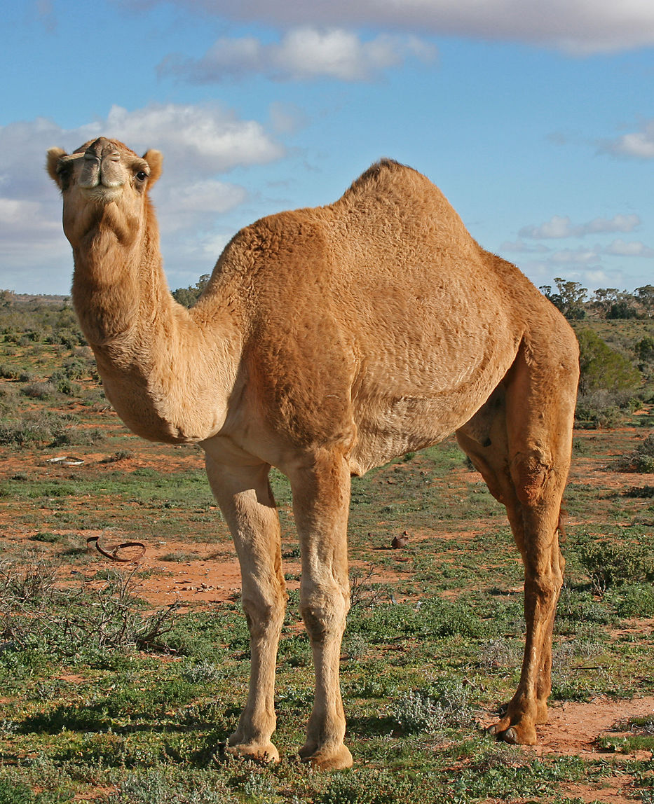 El camello y el que rasca el lomo