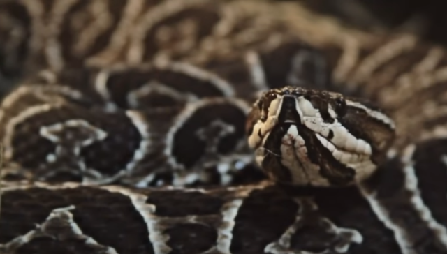 Animales y dónde encontrarlos