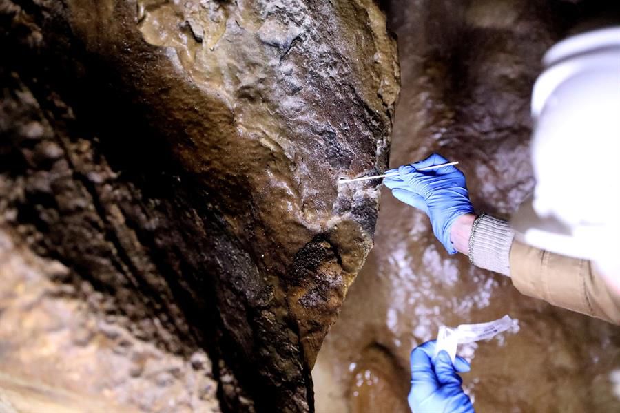 Bacterias del Paleolítico, ¿la medicina del futuro?