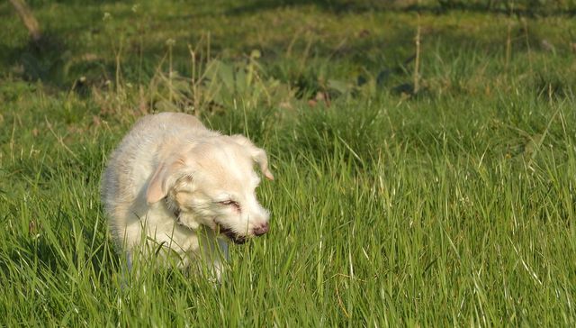 Vida de perros. Por Andrés Peirano