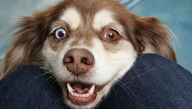 Vida de perros. Por Andrés Peirano