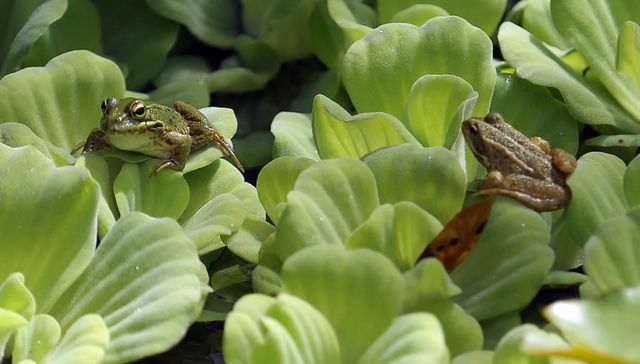 Si molesto con mi canto