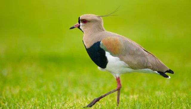 Escribe Esteban Valenti