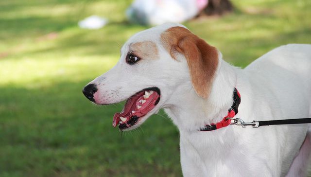 Vida de perros. Por Andrés Peirano