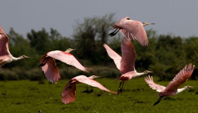 Escribe Eduardo Gudynas